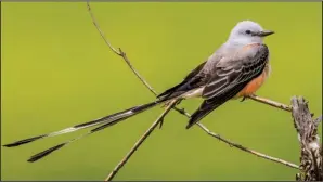  ?? U.S. Fish&Wildlife Service ?? From March to early November, scissor-tailed flycatcher­s are easy to spot perching in the open on bare branches, power lines and barbed wire.