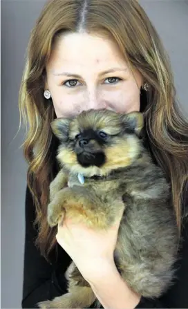  ?? PHOTOS: BEV LACEY ?? CUTE: Sheneike O’Neile took her eight-week-old pomeranian Maverick to Petstock for an adventure.