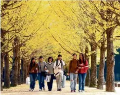  ??  ?? Nami Island is the filming site of the popular Korean drama series, ‘Descendant­s of The Sun’ and ‘Winter Sonata’.