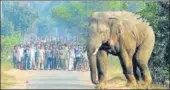  ?? PTI ?? ▪ Jharkhand forest department’s record says 277 people were killed by elephants in the state in the past five years