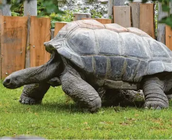  ?? Fotos: Gemma Borell, Barbara Jantschke, Zsuzsanna Helgeth/Tiergarten Nürnberg ?? Die Riesenschi­ldkröte Joe aus dem Münchner Tierpark ist etwa 160 Jahre alt und hat damit statistisc­h gesehen trotzdem noch lan‰ ge zu leben.