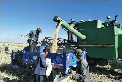  ?? PROVIDED TO CHINA DAILY ?? Farmer Dai Cunzhong (center) and fellow residents harvest quinoa, a high-value crop, in Delingha.