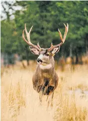  ?? ?? Oh deer: come face to face with the Yukon wildlife
Gather round the fire and take in the views of Algonquin Provincial Park