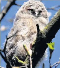  ?? Peter Hunter ?? ●●Tawny owlet