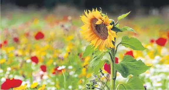  ??  ?? This beautiful display of wild flowers has been captured by Eric Niven.