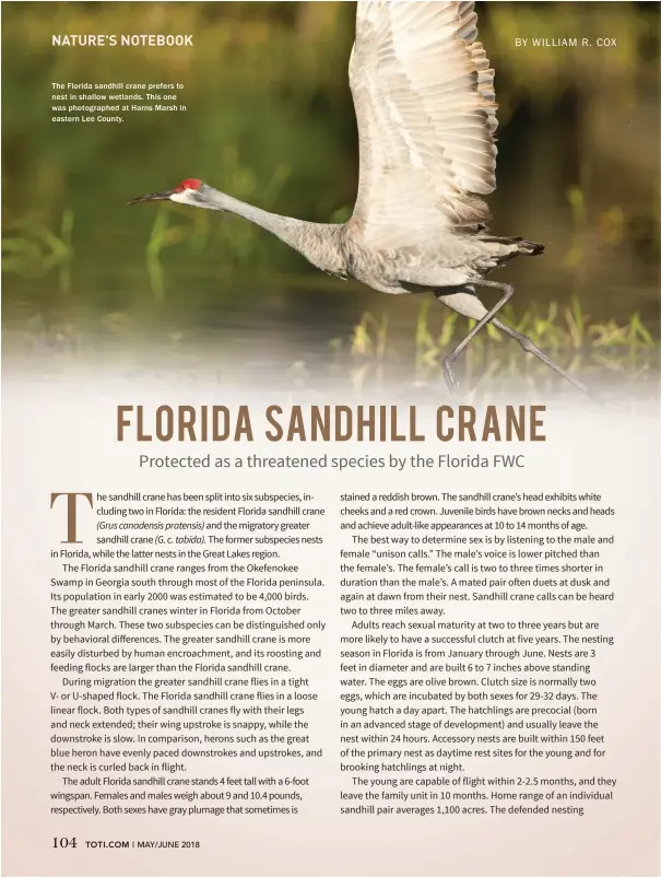  ??  ?? The Florida sandhill crane prefers to nest in shallow wetlands. This one was photograph­ed at Harns Marsh in eastern Lee County.