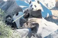  ?? CARLOS OSORIO/TORONTO STAR ?? Want to get one last look at the giant pandas? Time is running out — they’re at the Toronto Zoo only until March 18.