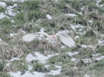  ??  ?? Barn owl on the hunt by Michael Clements. Please send us your photos as jpegs.