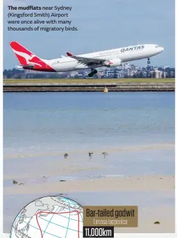  ??  ?? The mudflats near Sydney (Kingsford Smith) Airport were once alive with many thousands of migratory birds.