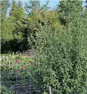  ?? [PHOTO PROVIDED BY BARBARA DAMROSCH] ?? A pair of lamb’s quarters plants, taller than the author, claimed victory in one of her dahlia beds before they were cut down.