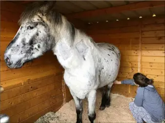  ?? (DR) ?? Dans son box à Peymeinade, le poney Pistache en route vers la guérison, grâce à la solidarité des amis des animaux.