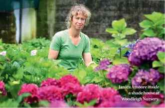  ??  ?? Janica Amoore inside a shade house at Woodleigh Nursery.