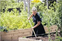  ??  ?? The school will offer a farmtotabl­e, or more specifical­ly seedtoplat­e, learning experience.