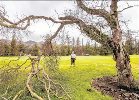  ?? Irfan Khan
Los Angeles Times ?? ARBORISTS AND EXPERTS say that tree loss could have dire consequenc­es. Trees provide shade and help cool the environmen­t, as well as absorb and store rain water that could otherwise cause f looding. Above, Arthur Flores stands beneath a dying tree at...