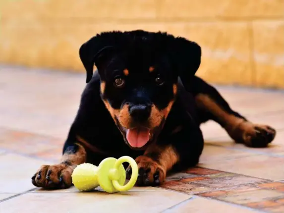  ?? (Getty/iStock) ?? Puppy love: many have been looking for companions­hip