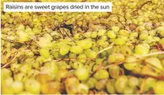  ??  ?? Raisins are sweet grapes dried in the sun