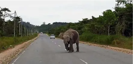  ??  ?? Dangerous crossing: Filepic of an elephant crossing the Sukau-Kinabatang­an Highway, oblivious to the traffic.