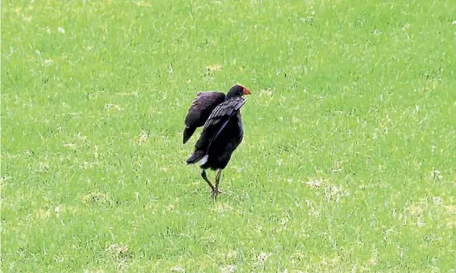  ?? MAHVASH ALI/ STUFF ?? The pu¯ keko was named bird of the year in 2011. McCarthy says they roam in his orchard like they own the place.