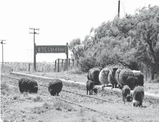  ??  ?? Las ovejas son amas y señoras de lo que queda de la Estación Stegmann.