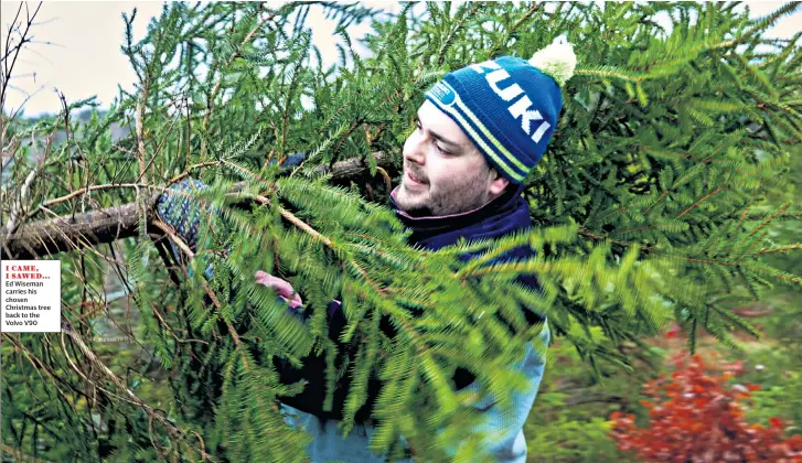  ??  ?? I CAME, I SAWED… Ed Wiseman carries his chosen Christmas tree back to the Volvo V90