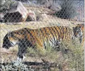  ??  ?? Two Bengal tigers in their enclosure at Keepers of the Wild Nature Park.