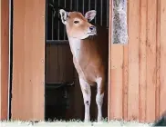  ?? FOTO: SCHEURER ?? Banteng Kuh Wangi blickt im Kölner Zoo in ihre neue Welt.