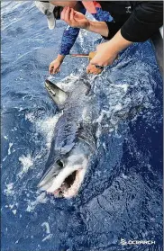  ??  ?? An image of 7-foot, 5-inch Pico the shark when he was tagged last year off the Texas coast.
