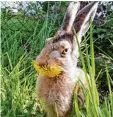  ?? Foto: Carola Schutz ?? Mümmelnder Feldhase in Kadeltshof­en (Landkreis Neu Ulm).