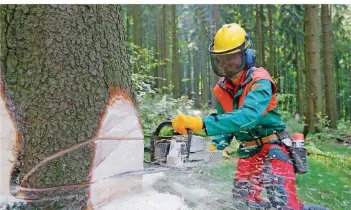  ?? FOTO: DPA ?? Wenn in den saarländis­chen Wäldern die Holzernte beginnt, sollten Wegesperru­ngen unbedingt beachtet werden, um Unfälle zu vermeiden, warnt der Saarforst.