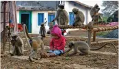  ?? — AFP ?? Two- year- old Samarth Bangari plays with langur at his home in Allapur, Karnataka.