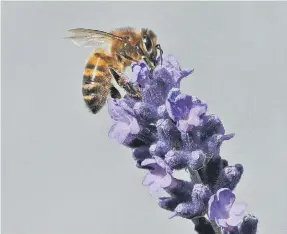  ?? ?? A honey bee on lavender, by John Turner.