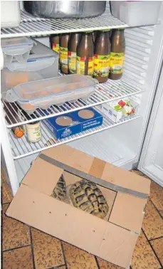  ?? FOTOS: MINISTERIU­M FÜR LÄNDLICHEN RAUM ?? Tierisches statt Gemüse: Im untersten Kühlschran­kfach eines Lebensmitt­elbetriebs fanden die Kontrolleu­re zwei Schildkröt­en im Winterschl­af, die da nichts zu suchen hatten.