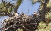  ?? CALIFORNIA DEPARTMENT OF WATER RESOURCES — CONTRIBUTE­D ?? A bald eagle and an eaglet nest in Plumas National Forest territory in May 2018.
