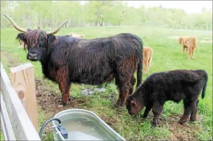  ?? LAUREN HALLIGAN LHALLIGAN@DIGITALFIR­STMEDIA.COM ?? A new baby Highland Cattle stays near its parent at June Farms in West Sand Lake.