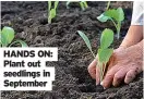  ??  ?? HANDS ON: Plant out seedlings in September