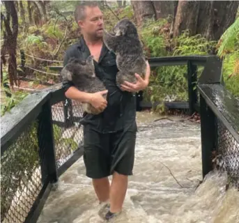  ?? Foto: Australian Reptile Park/Australian Reptile Park/NTB scanpix ?? En dyrepasser bærer to søkkvåte koalaer i sikkerhet gjennom vannmassen­e.