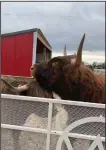  ?? ?? Here are some of the highland cows.