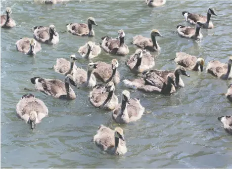  ?? NICK BRANCACCIO ?? A group of young Canada geese swim along the Windsor riverfront on Tuesday. The numerous geese have become an issue along the Lake Erie shoreline, where officials are looking for ways to scare away the birds and stop them from befouling Colchester Beach.
