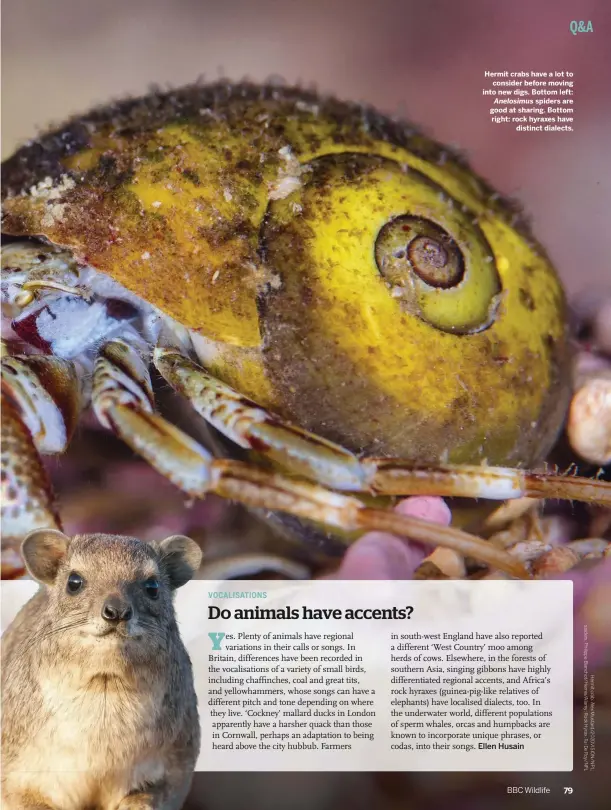  ??  ?? Hermit crabs have a lot to consider before moving into new digs. Bottom left: Anelosimus spiders are good at sharing. Bottom right: rock hyraxes have distinct dialects.
Ellen Husain 79