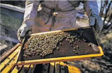  ?? GABRIELA CAMPOS/THE NEW MEXICAN ?? Steve Wall, owner of Buckin’ Bee Honey and Candles in Santa Fe, pulls out a frame from one of his production hives on his property to examine his Carniolan honeybees Wednesday afternoon.