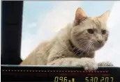  ?? PHOTO COURTESY OF MARVEL/DISNEY ?? Reggie, who plays Captain Marvel’s cat Goose, was seen as perfect by movie producers. But it took four orange cats to play the chill scene-stealing feline.