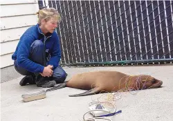  ?? SOURCE: MARINE MAMMAL CENTER ?? Frances Gulland, a researcher with the Marine Mammal Center, conducts an electroenc­ephalogram test on a California sea lion to determine the impact of domoic acid poisoning on the animal’s brain.