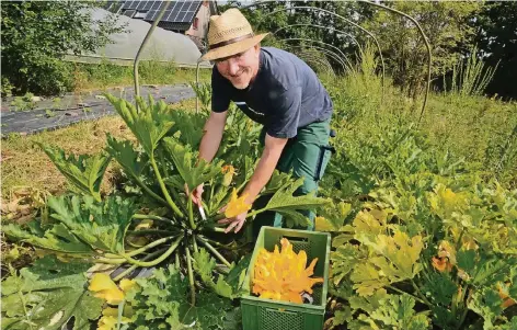  ?? RP-FOTO: W. KAISER ?? Johannes Thees erntet auf seiner Kräutergär­tnerei in Anrath Zucchinibl­üten. Sie schmecken hervorrage­nd im Salat, aber auch frittiert sind sie ein Genuss, findet der 48jährige Natur- und Landschaft­sgärtner. Seine Produkte verkauft er über die Bio-Märkte...