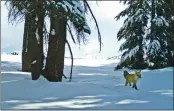  ?? NATIONAL PARK SERVICE ?? In this file photo provided by a remote motion-sensitive camera, a Sierra Nevada red fox walks in Yosemite National Park.