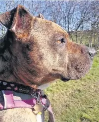  ??  ?? Staffordsh­ire bull terrier cross Freya is still looking for a home after six years being cared for at Freshfield­s Animal Rescue Centre in Ince
