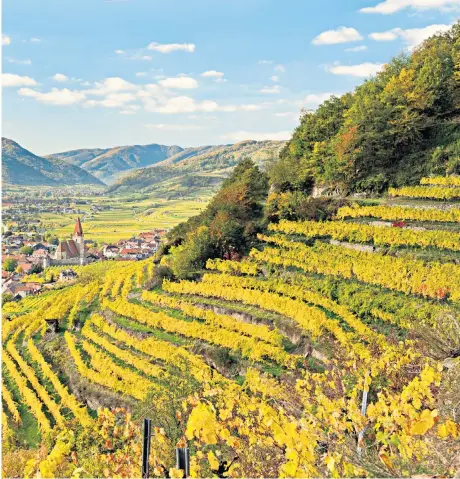  ??  ?? Drink it all in: the vineyards of Weissenkir­chen in Austria’s Wachau Valley