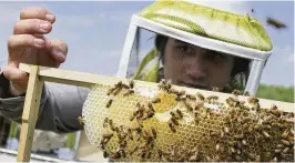  ?? JOHN MINCHILLO / AP 2015 ?? Over the past two decades, fears of a collapsing honeybee population have inspired 30 state laws aiming to protect pollinator­s. But in March, new data showed that the number of honeybee colonies has increased by 31% since 2007.