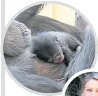  ??  ?? Baby chimp Masindi and keeper Amanda Addison