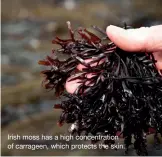  ?? ?? Irish moss has a high concentrat­ion of carrageen, which protects the skin.