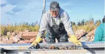  ?? SALTWIRE NETWORK FILE PHOTO ?? Kenneth Arsenault examines the boxes of oyster seed delivered to Arsenault’s Wharf in Cascumpec.